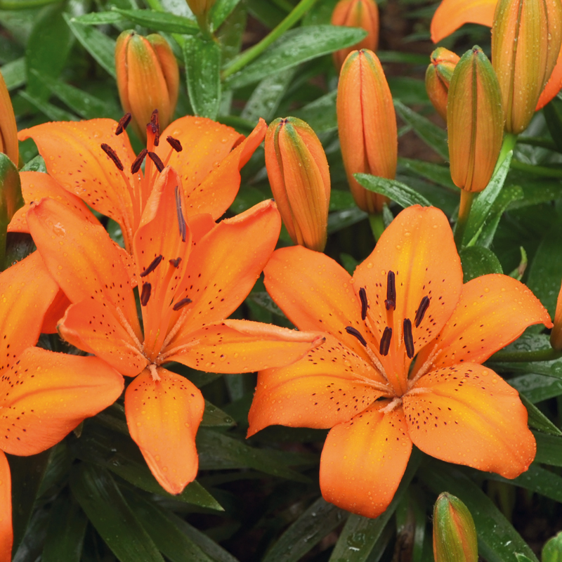 Lis Asiatique orange