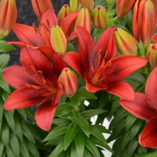 Lis Asiatique Rouge pour pot
