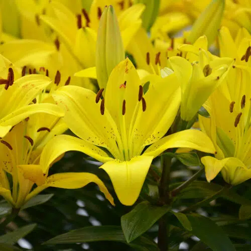 Lis Asiatique Jaune pour pot