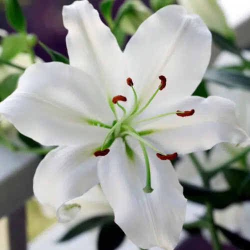 Lis Oriental blanc