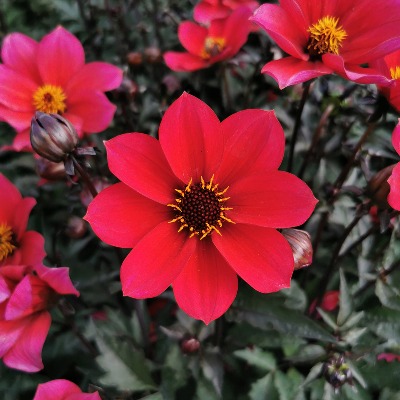 Dahlia Nain Simple Prag