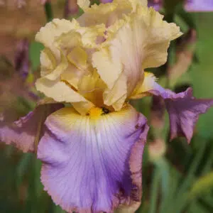 Iris Germanica Distant Chimes