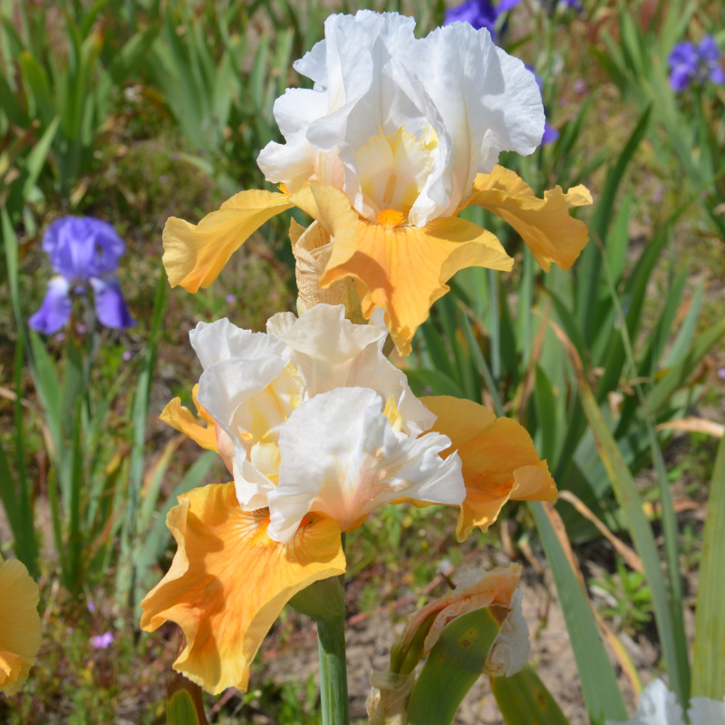 Iris Germanica Pumpkin Cheescake