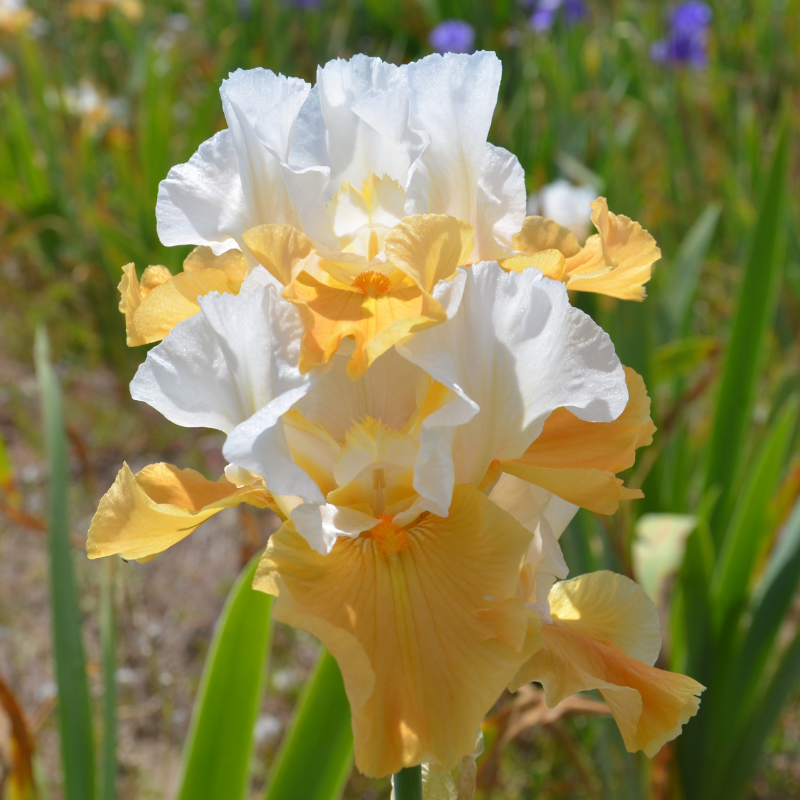 Iris Germanica Pumpkin Cheescake