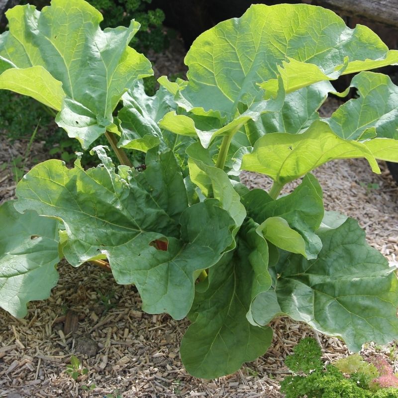 Rhubarbe Victoria en souche