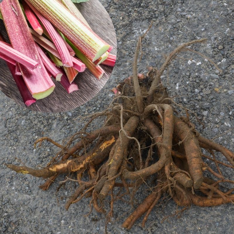 Rhubarbe Victoria en souche