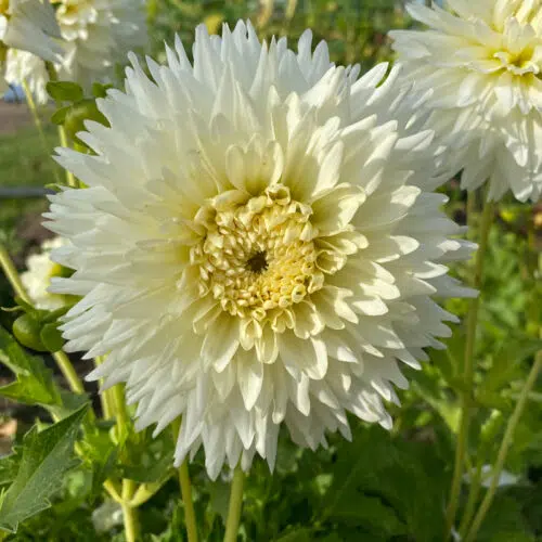 Dahlia nain double Milky Way