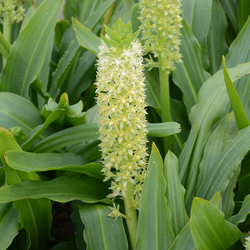 Eucomis comosa