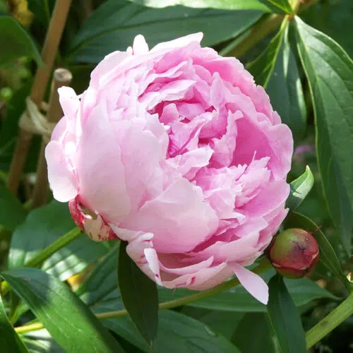 Pivoine Sarah Bernhardt printemps