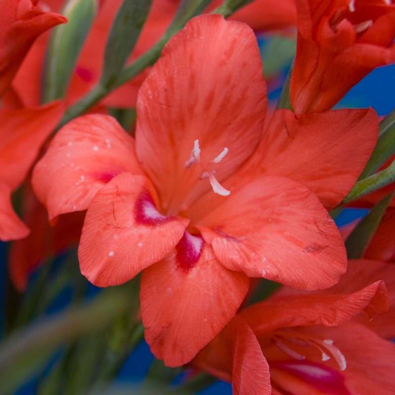 Glaïeul Nain Amanda Mahy