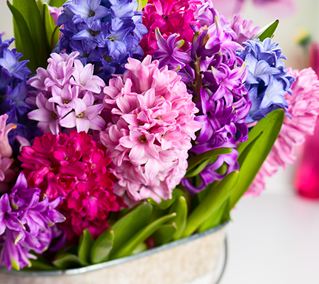 AMBIANCE JACINTHES VARIEES 001