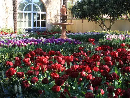 Tulipe : plantation, floraison et entretien