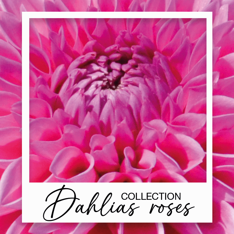 Dahlias roses