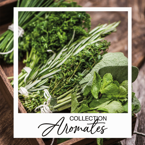 Collection graines d'aromates