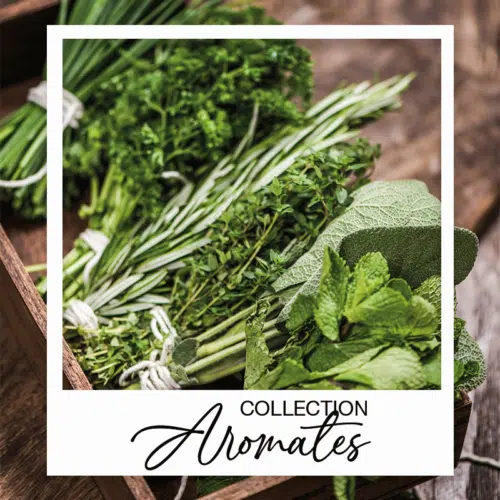 Collection graines d'aromates