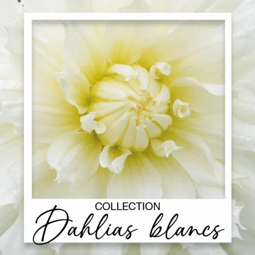 Dahlias blancs