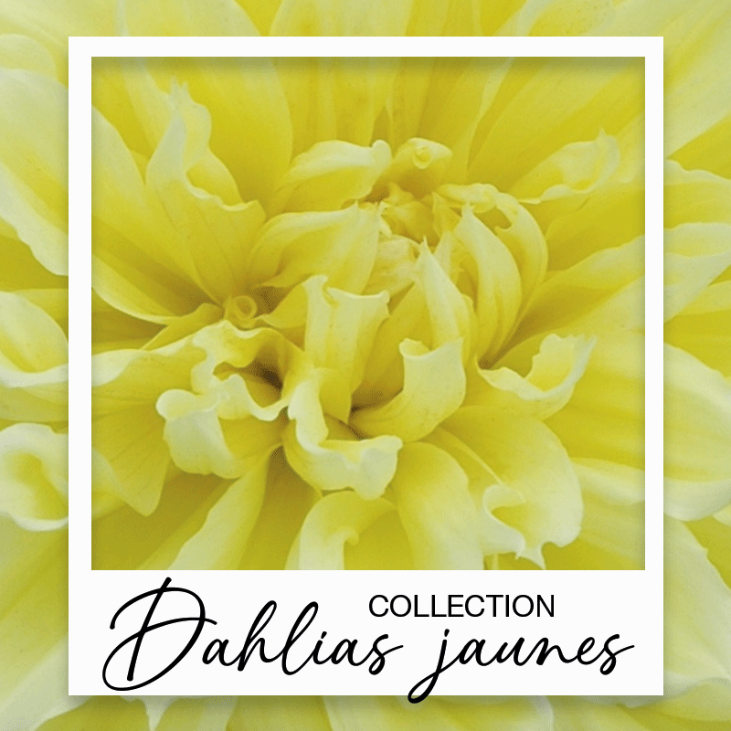 Dahlias jaunes