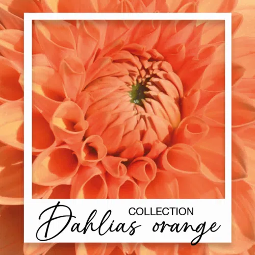Dahlias orange