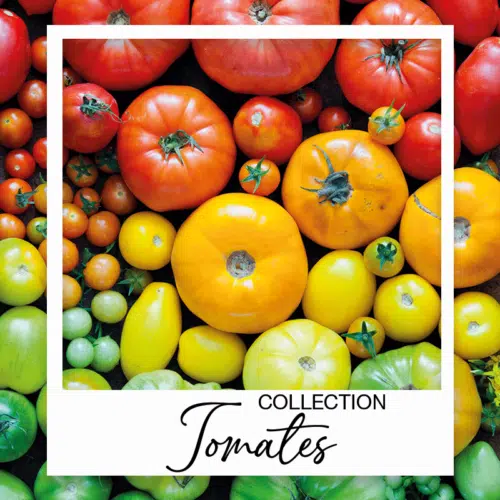 Collection graines de tomates