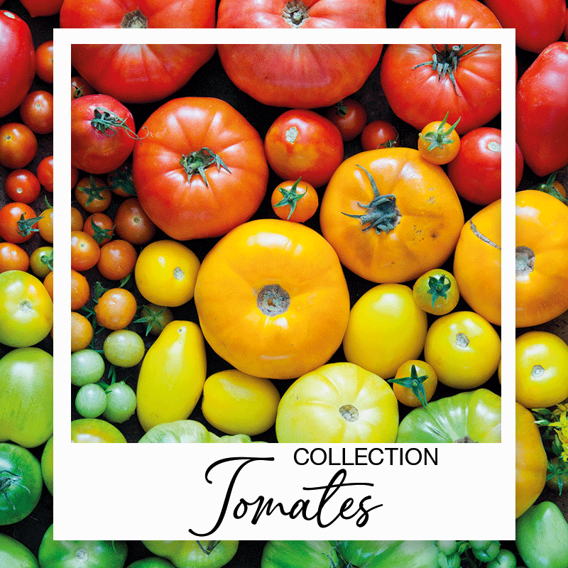 Set de graines de tomates PRADEMIR – 16 variétés de tomates