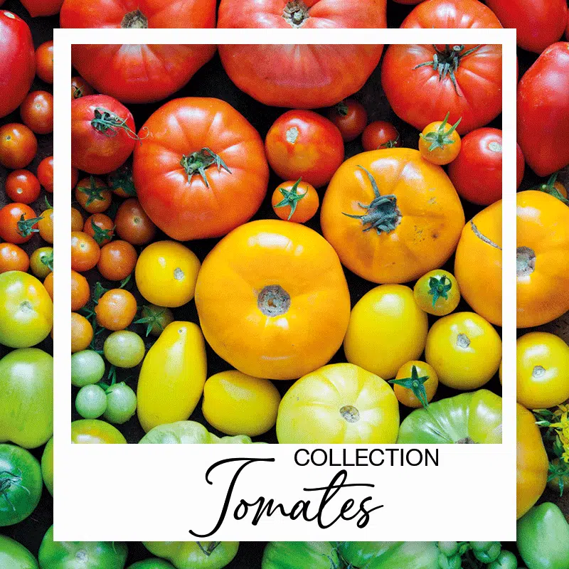 200 GRAINES de TOMATE dans 20 RARES VARIÉTÉS NUTRITIVES + GUIDE: Géante  Italienne, Black Krim, Green Zebra, Indigo Rose, Cœur de Bœuf, San Marzano,  Galapagos, Cerise Rouge, Noir, Jaune et Blanche, etc 