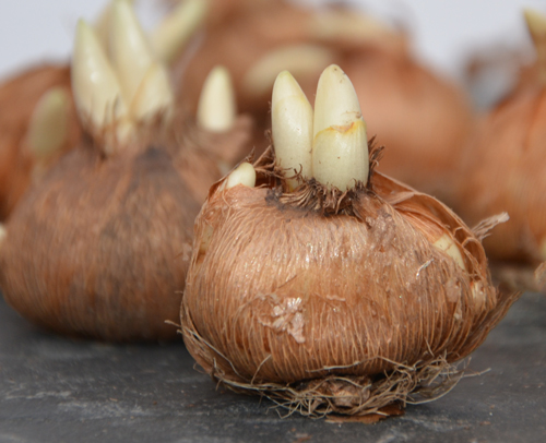 CROCUS-GRANDES-FLEURS-A-(5)