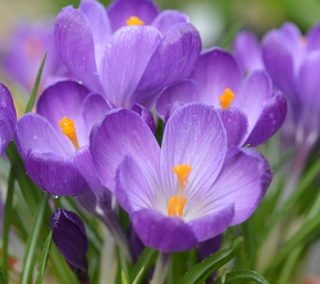 CROCUS-VERNUS-REMEMBRANCE-A–(1)