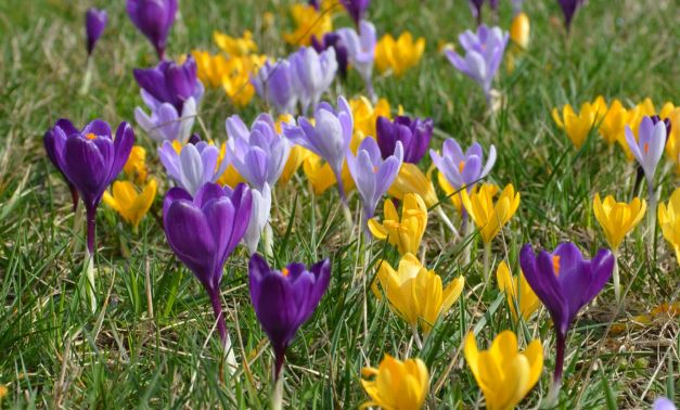 Crocus : Plantation et conseils de culture