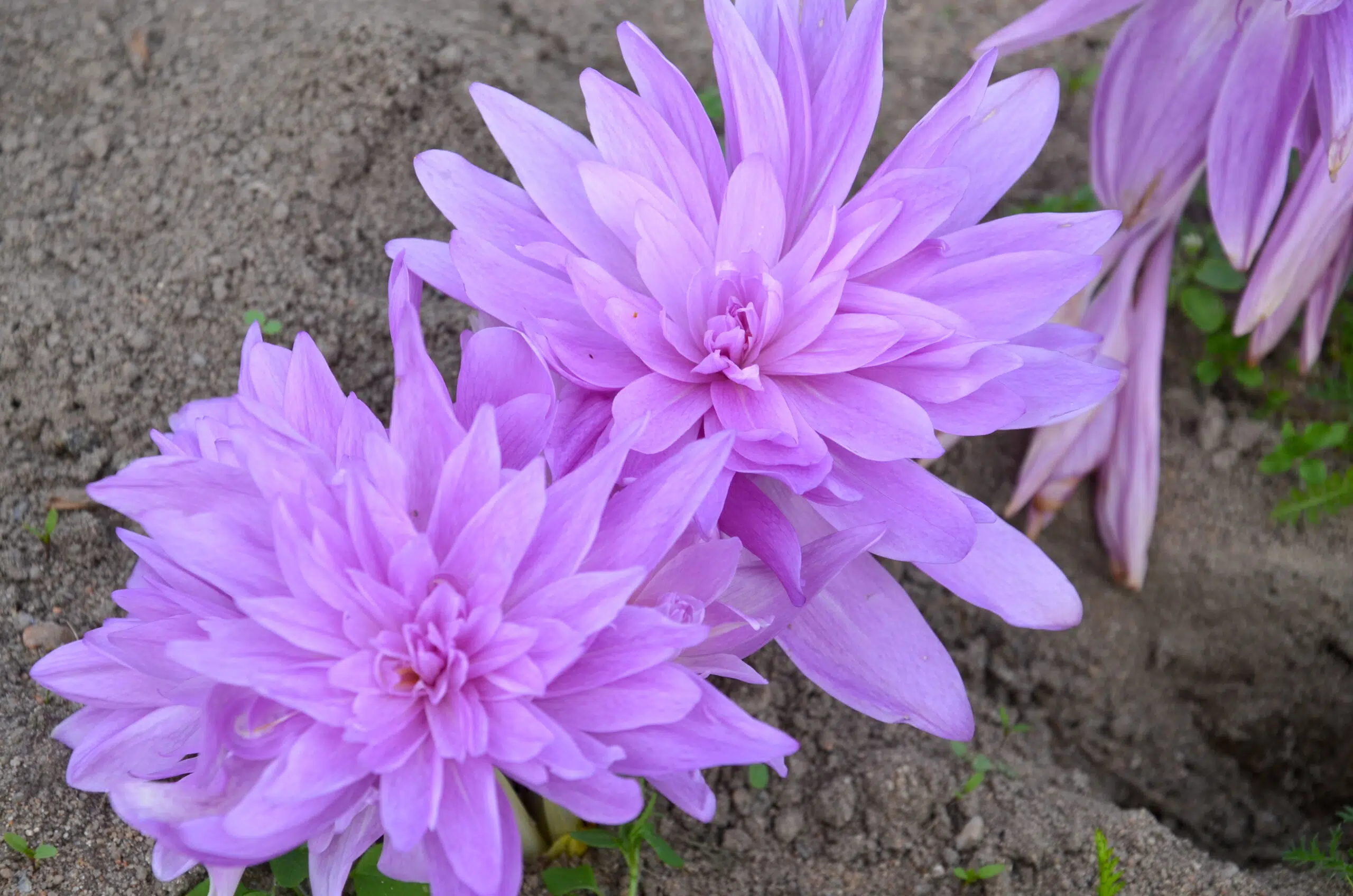 COLCHIQUE DOUBLE WATERLILY A (1)