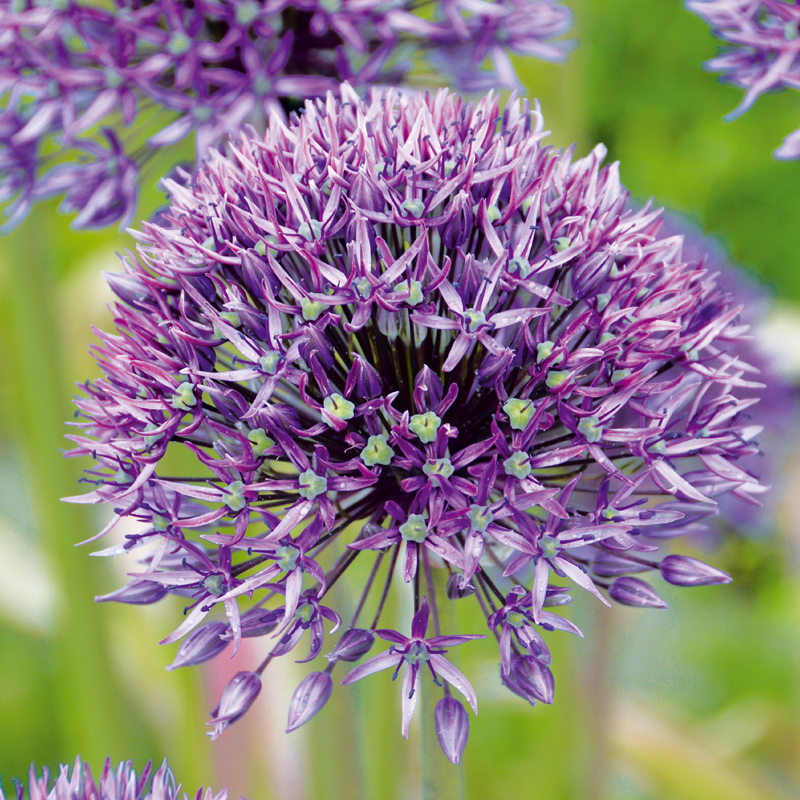 Acheter Mélange Fleurs à couper, annuel? Commander des graines sur