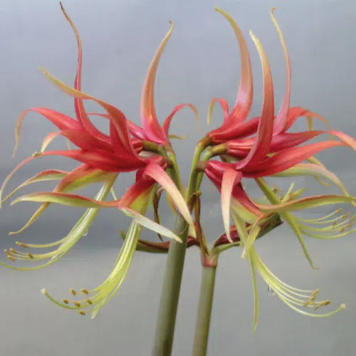 Amaryllis cybister Chico
