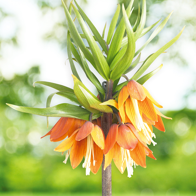 Fritillaire imperialis Early Sensation