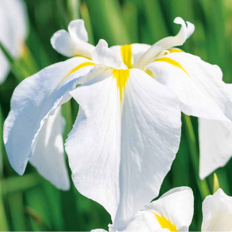 Iris ensata White Lady (Iris du Japon)
