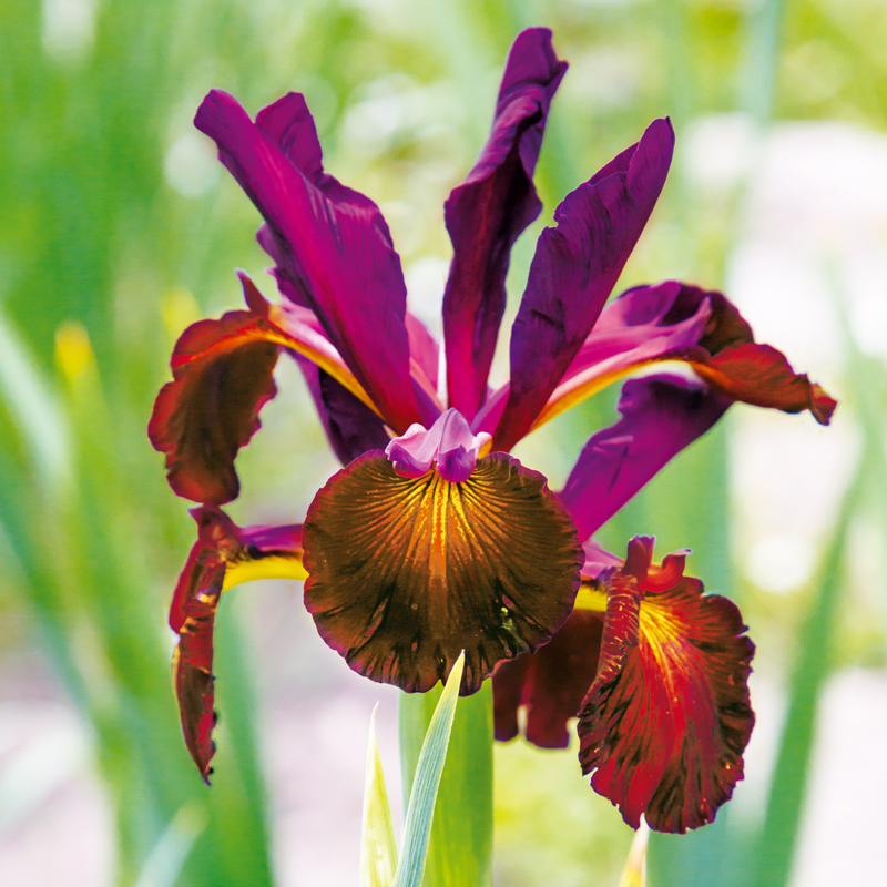 Iris hollandica Red Ember