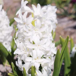 Jacinthe de Bretagne Double Snow Crystal