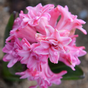 Jacinthe de Bretagne Double Spring Beauty
