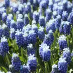 Muscari Touch of Snow