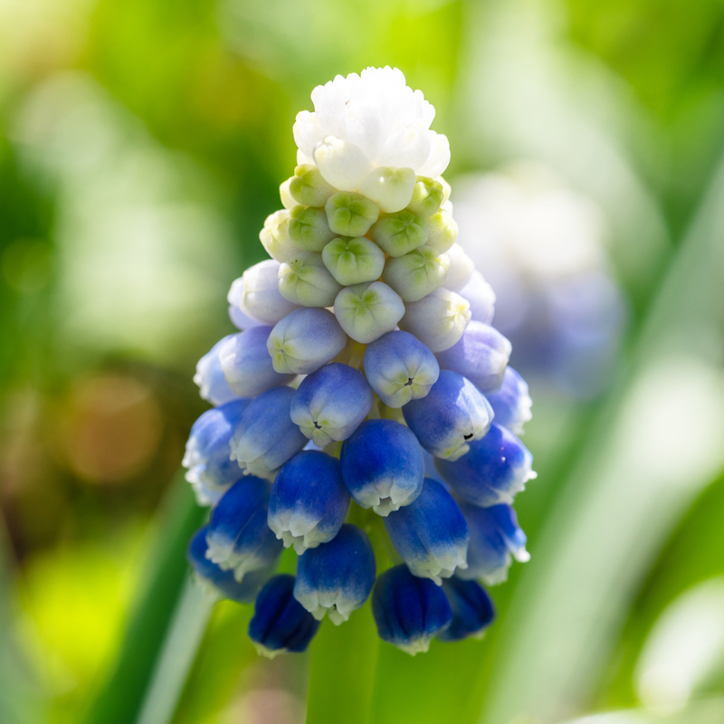 Muscari Touch of Snow