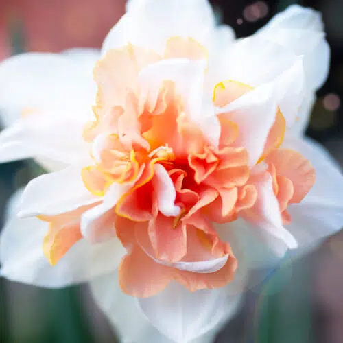 Narcisse Double Replete