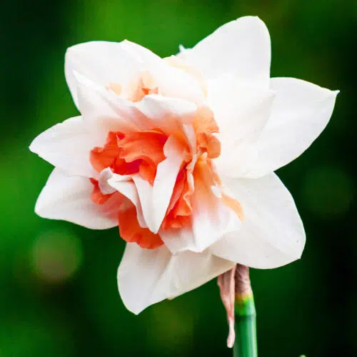 Narcisse Double Replete