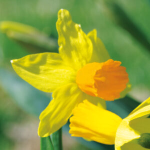 Narcisse Cyclamineus Spring Sunshine