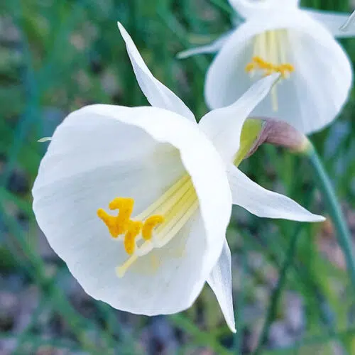 Narcisse Bulbocodium White Petticoat