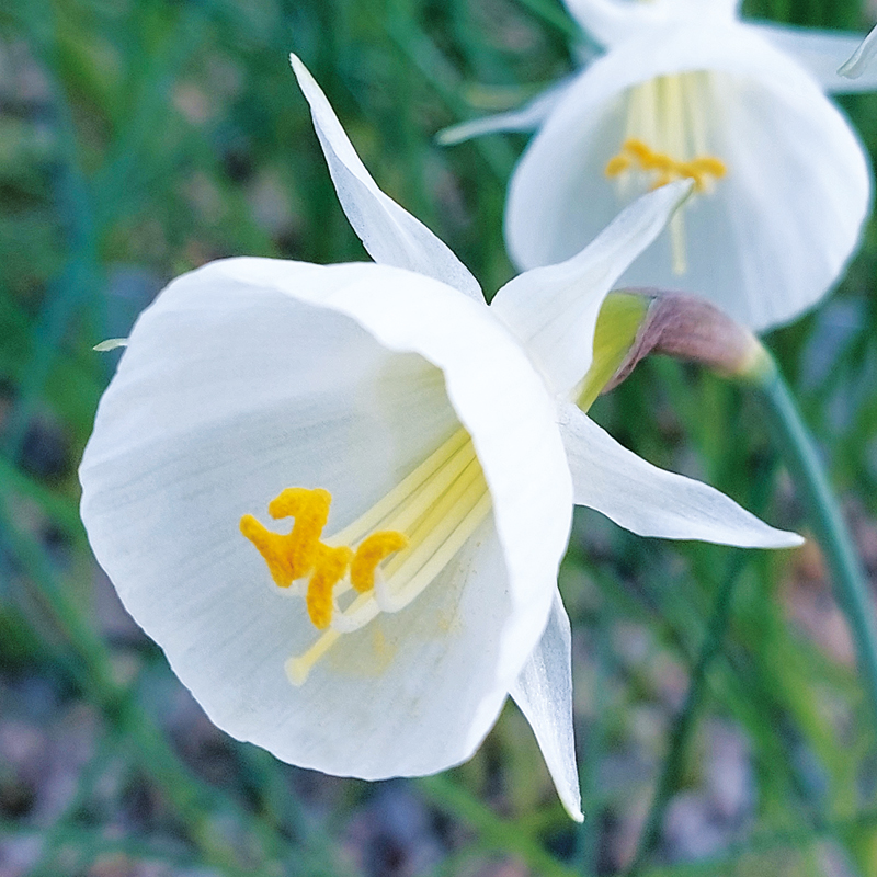 Narcisse Bulbocodium White Petticoat