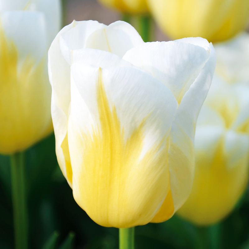 Tulipe Triomphe Calgary Flame