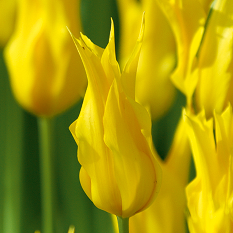 Tulipe Fleur de lis Crown Jewel