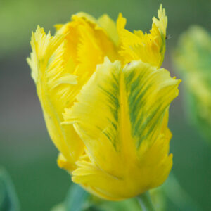 Tulipe Perroquet Eagle Wings
