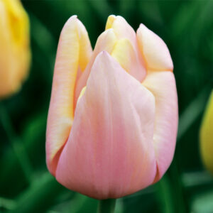 Tulipe Triomphe Mango Charm