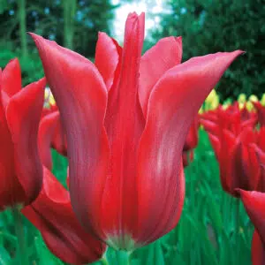Tulipe Fleur de lis Peter de Leur
