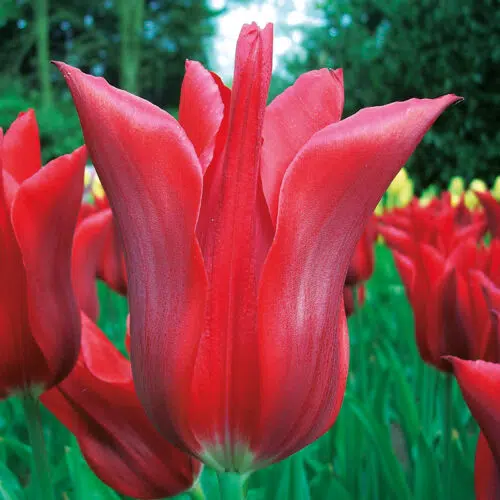 Tulipe Fleur de lis Peter de Leur