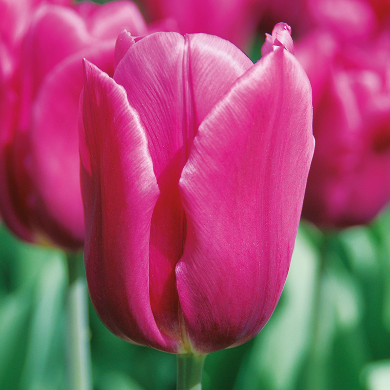 Tulipe Triomphe Pink Ardour